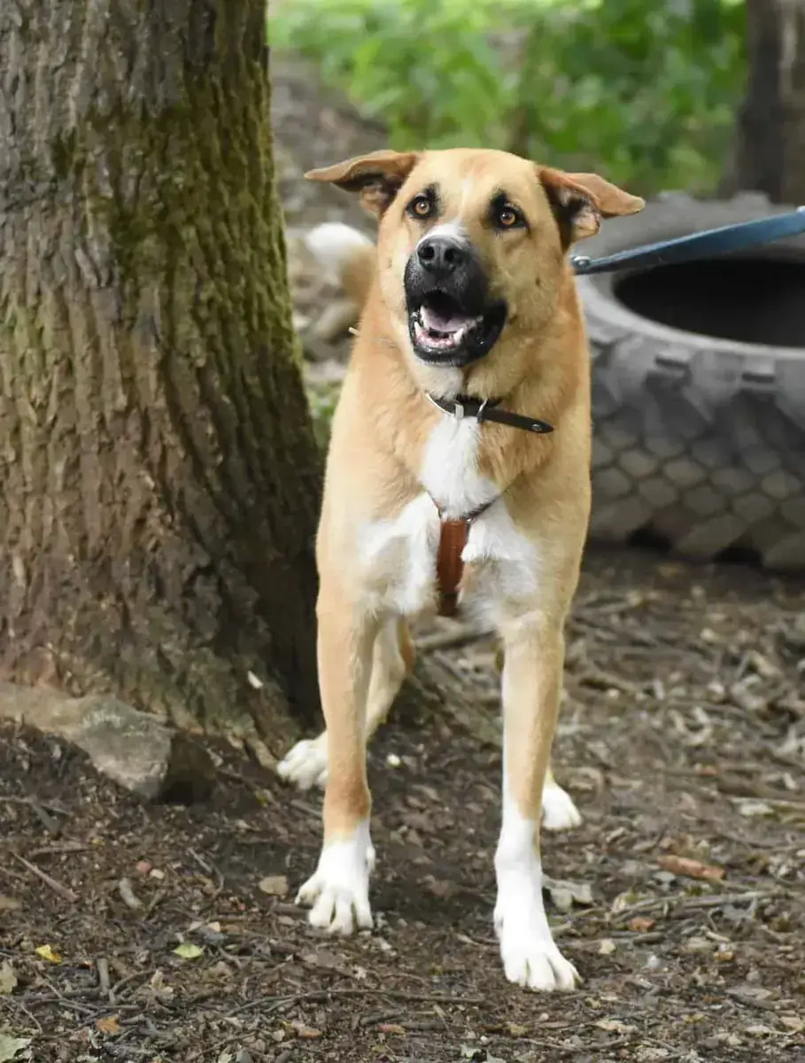 Lando -  - Bild 4