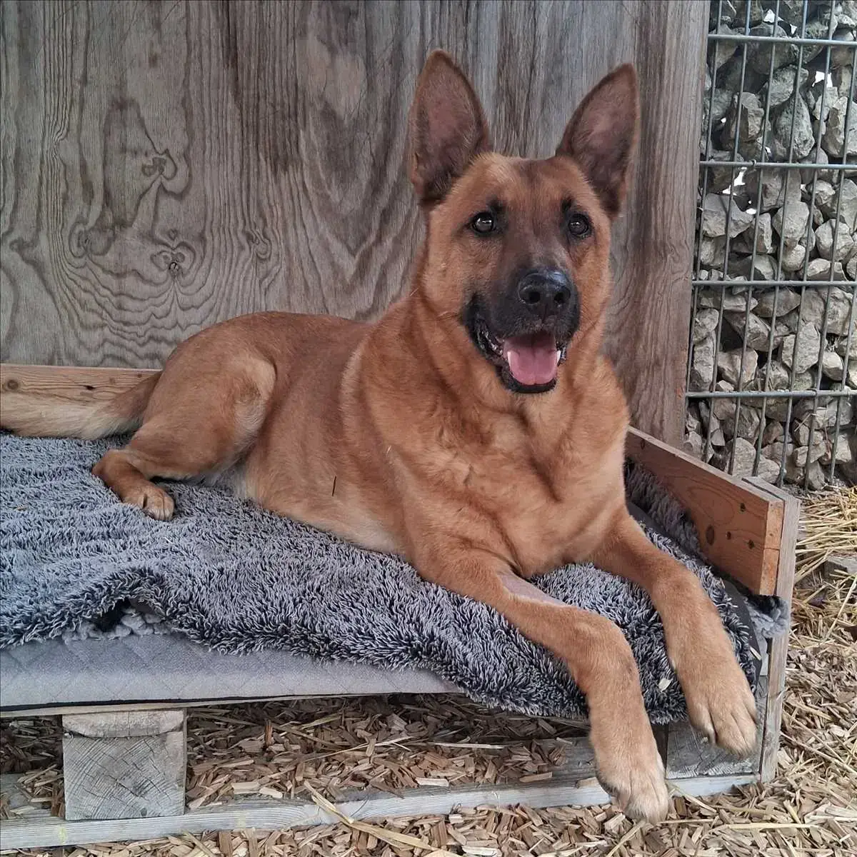 SÖREN - Deutscher Schäferhund - Bild 2