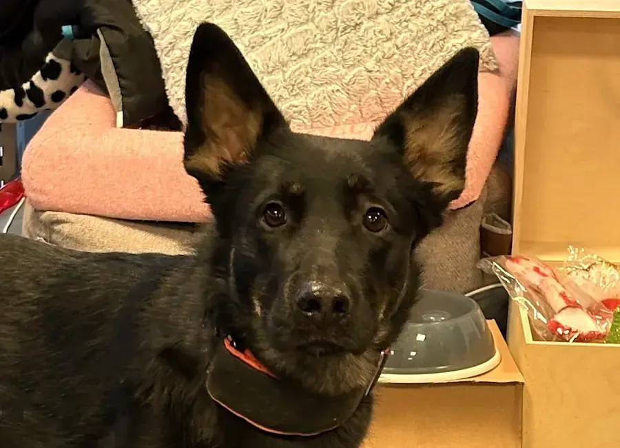 Amy - Deutscher Schäferhund - Bild 3