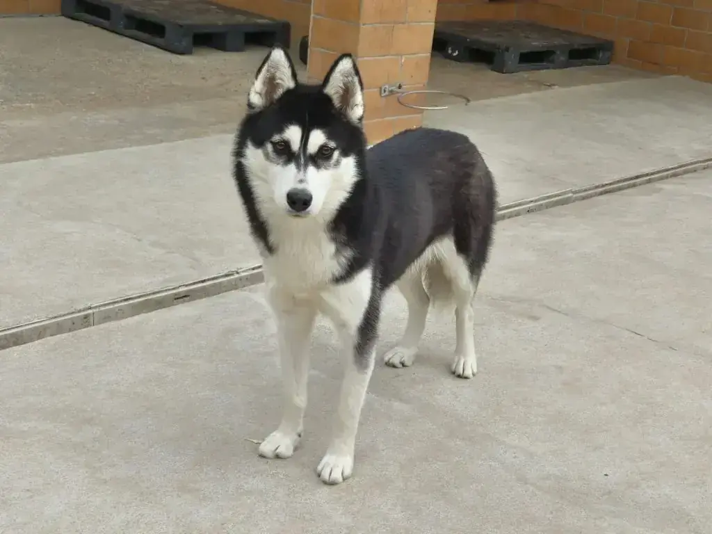 Tanuki – Siberian Husky – Bild 6