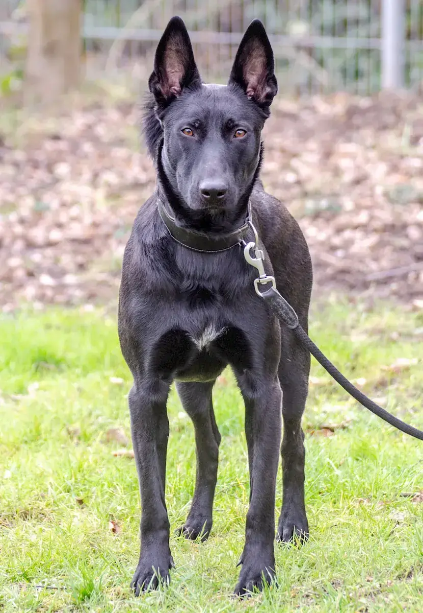 Greta - Deutscher Schäferhund - Bild 12