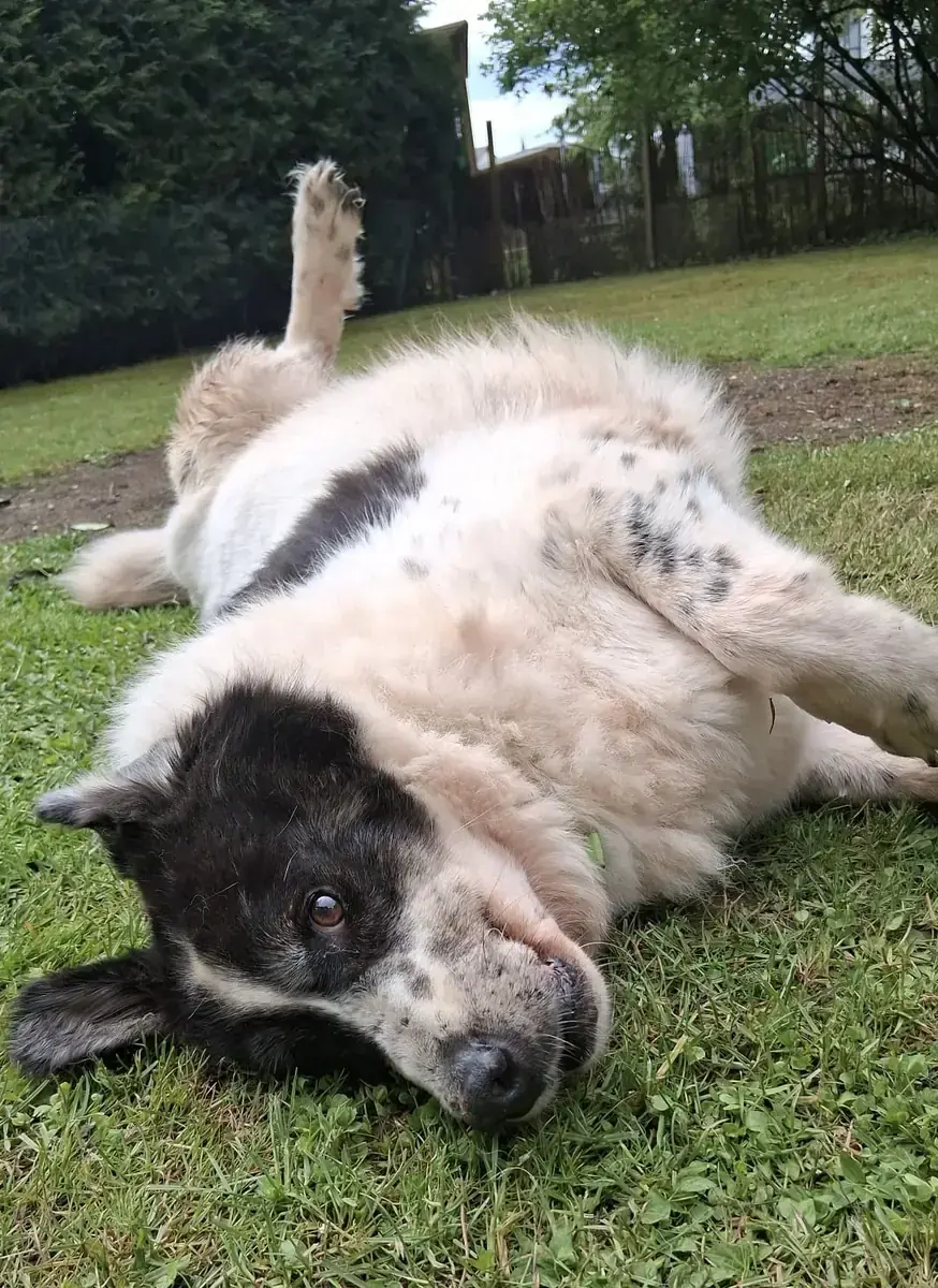 Bruno -  - Bild 5