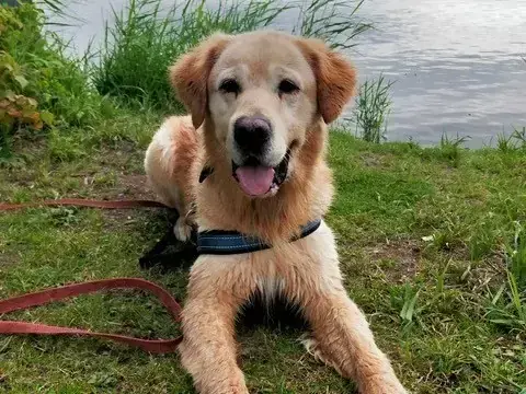 Golden Retriever-Mix Lord