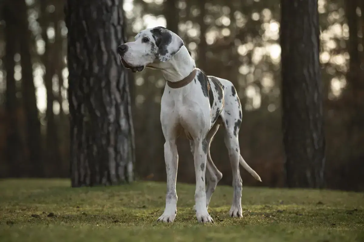 Karl - Deutsche Dogge - Bild 2
