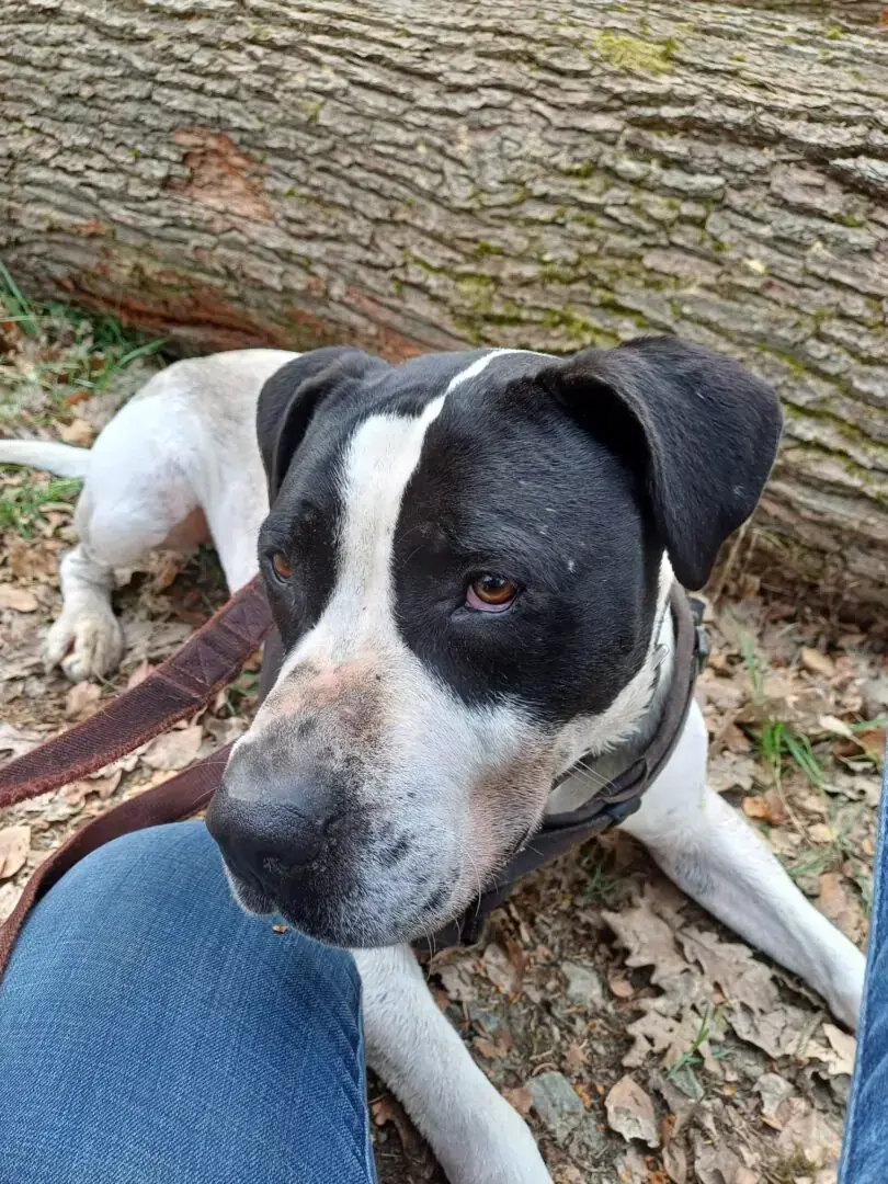 Elvis - American Staffordshire Terrier - Bild 5