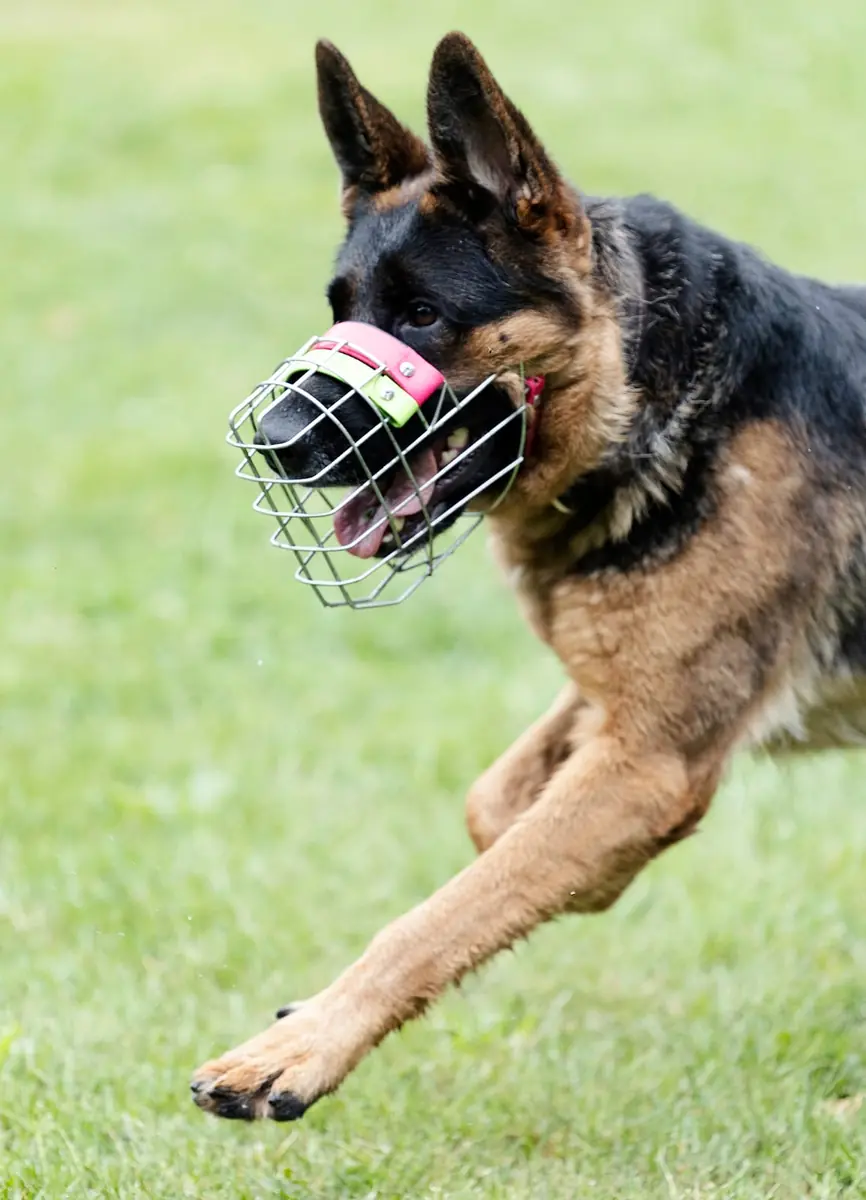 Zwiebel - Deutscher Schäferhund - Bild 5