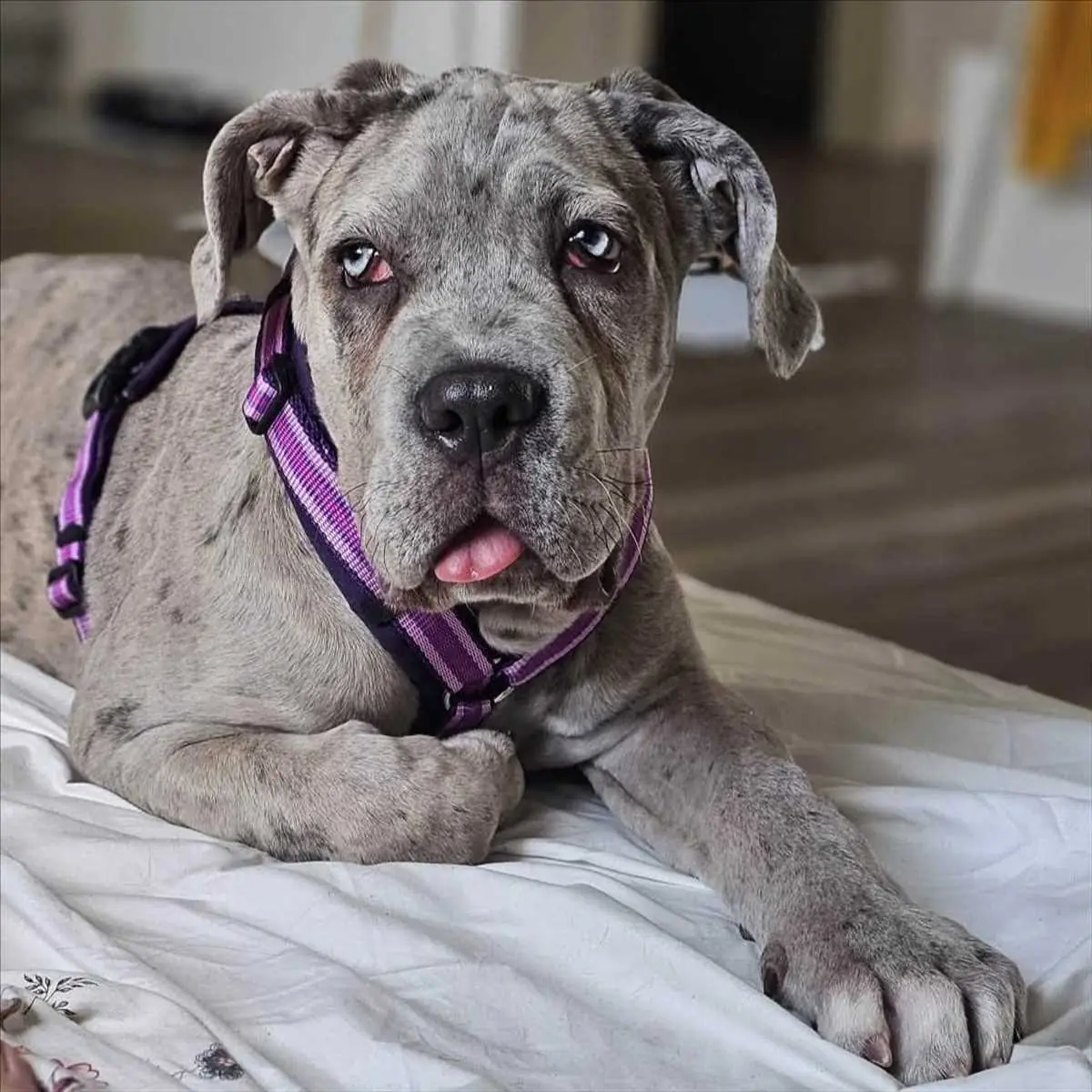 Shir Khan - Cane Corso Italiano - Bild 1