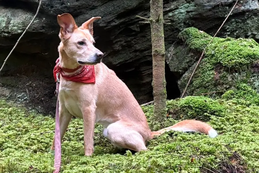 Bruno -  - Bild 2
