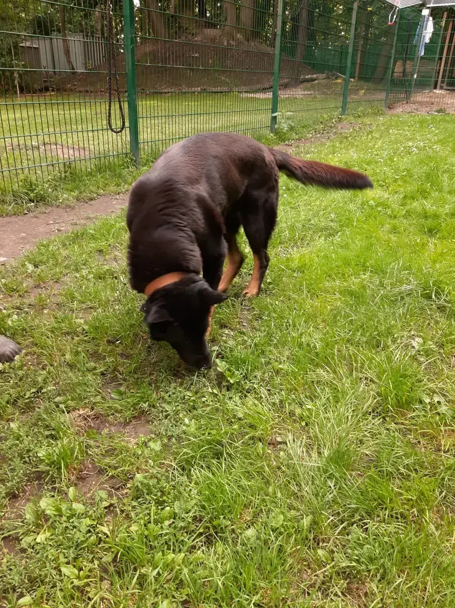 Bonzo - Deutscher Schäferhund - Bild 3