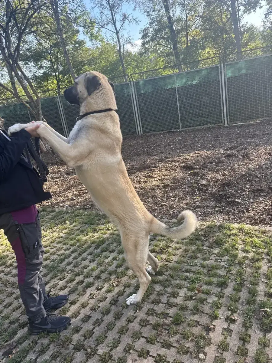 Junis - Kangal-Hirtenhund - Bild 22