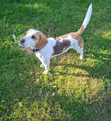 Charly – Beagle – Bild 2