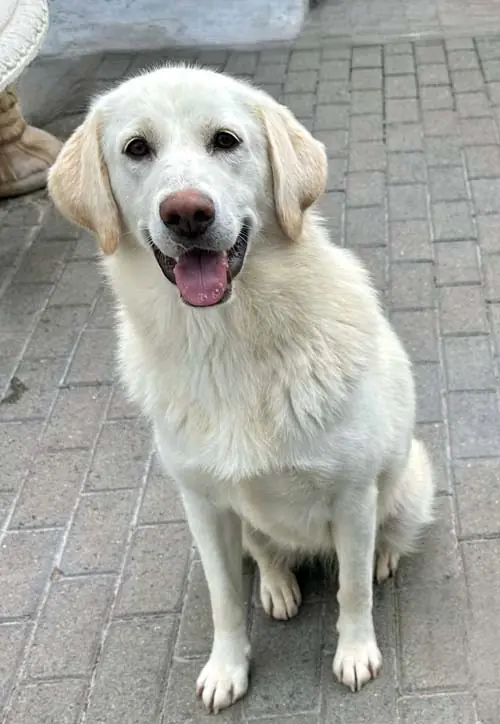 Boa -  - Bild 23