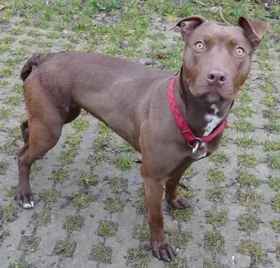 Heidi – Hund – Bild 5