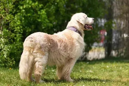 Bailey - Golden Retriever - Bild 3