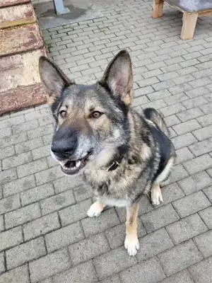 Wölfchen – Hund – Bild 22