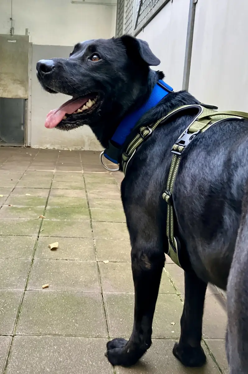 Yoshi - Labrador Retriever - Bild 7