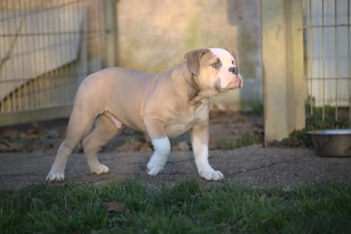 Arthur - Englische Bulldogge - Bild 1