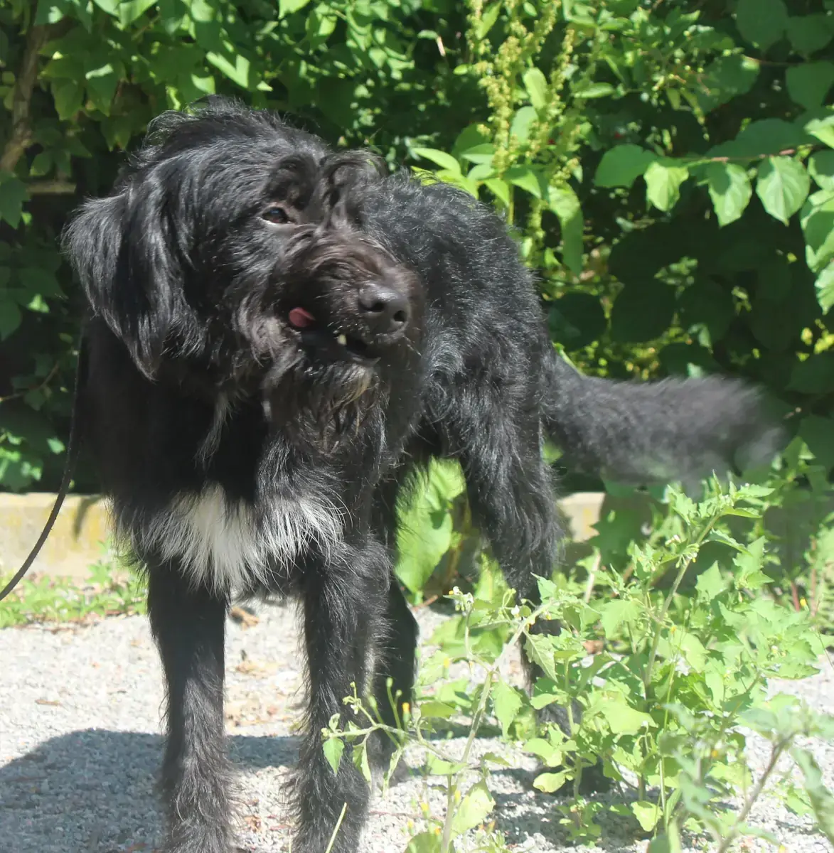 Freddy -  - Bild 6