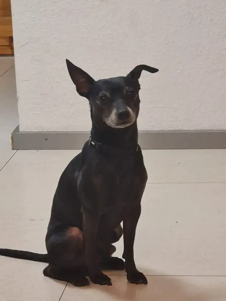 Mischa - Zwergpinscher - Bild 2