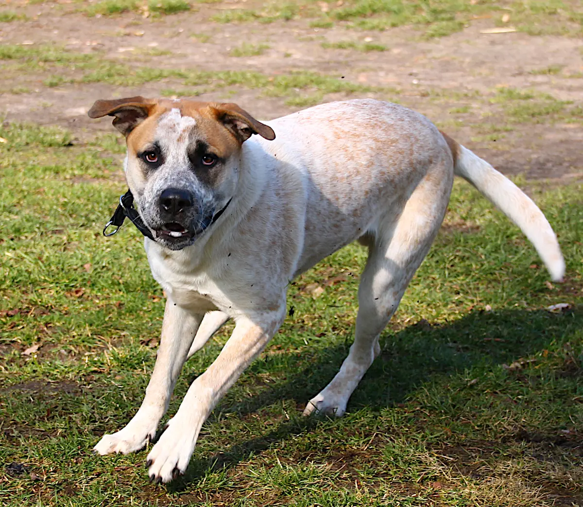 Fritz - Deutscher Boxer - Bild 7
