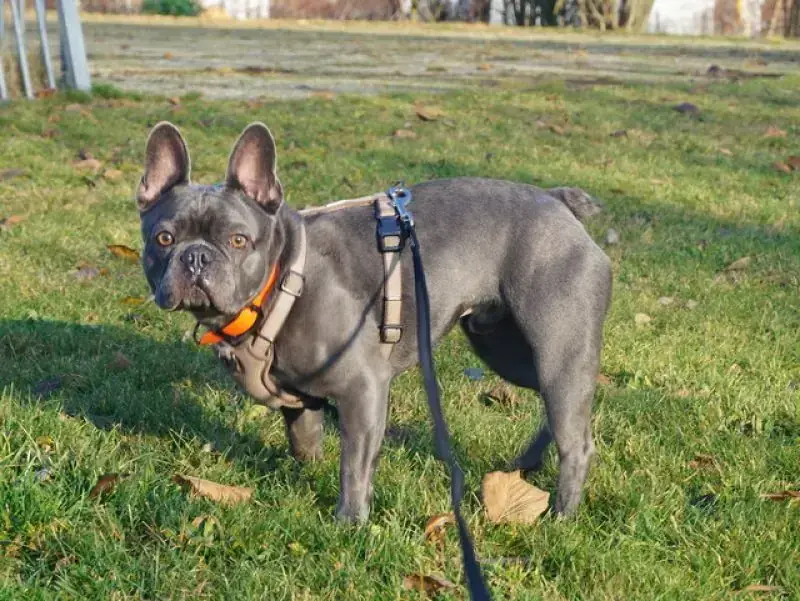 Cooper -  - Bild 12