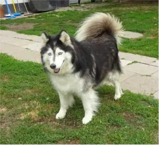 Smilla - Alaskan Malamute - Bild 1