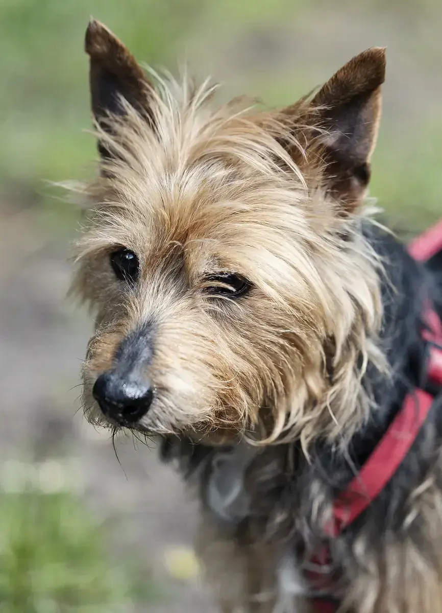 Gofio -  - Bild 2