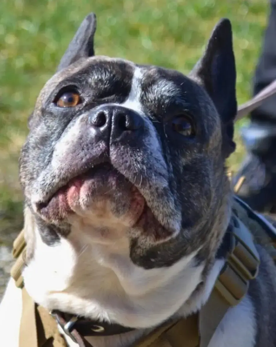 Hope - Französische Bulldogge, Chihuahua - Bild 2