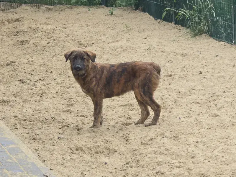 Bonnie -  - Bild 3