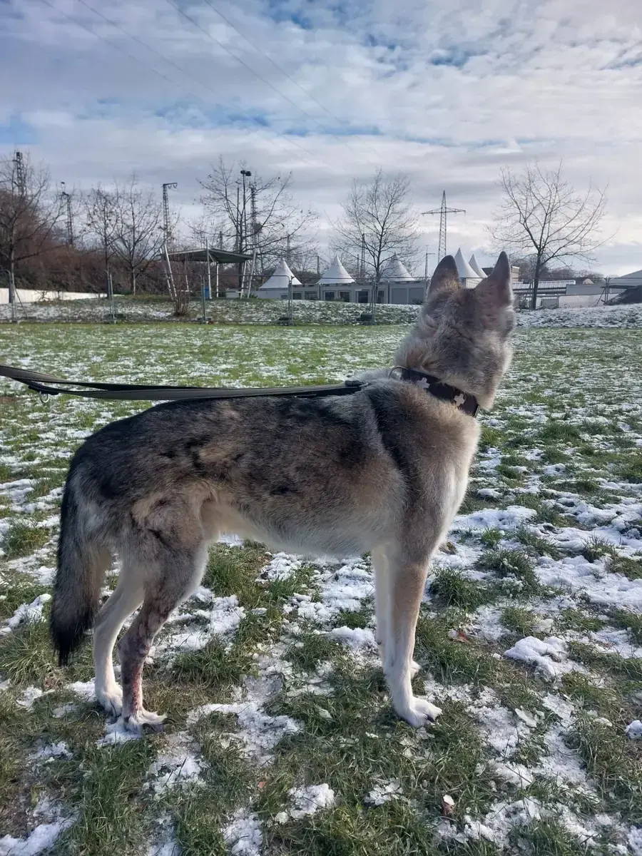 Askan - Siberian Husky - Bild 5