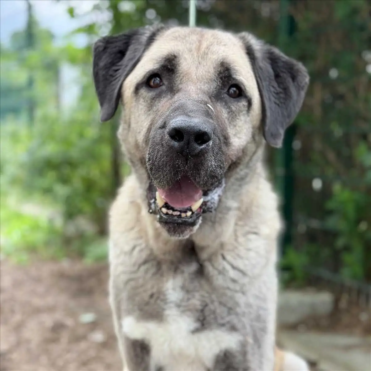REIS - Kangal-Hirtenhund - Bild 1