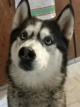 Siberian Husky Maja