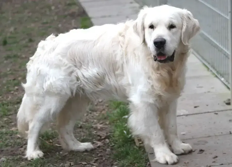 Bobby – Golden Retriever – Bild 3