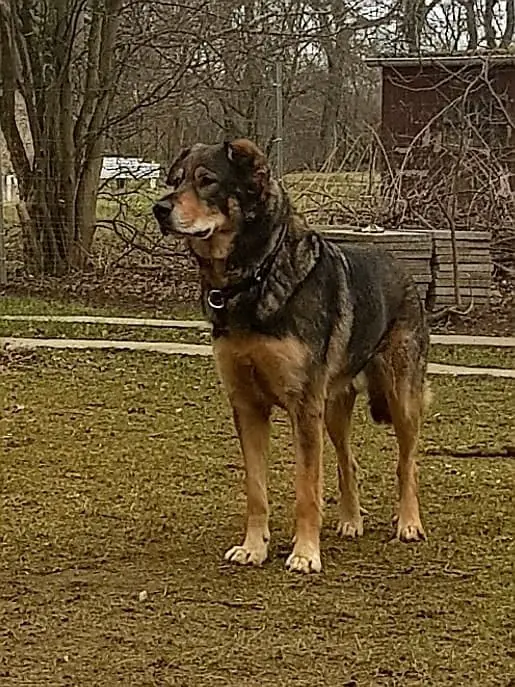 Sammy - Deutscher Schäferhund - Bild 1