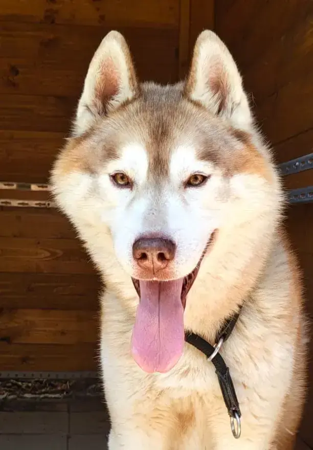 Chinook - Siberian Husky - Bild 1