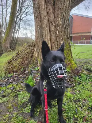 Kuroo – Belgischer Schäferhund, Deutscher Schäferhund – Bild 6