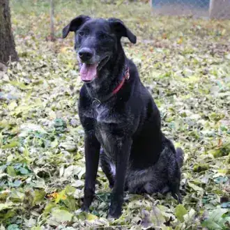 Neo – Labrador Retriever – Bild 4