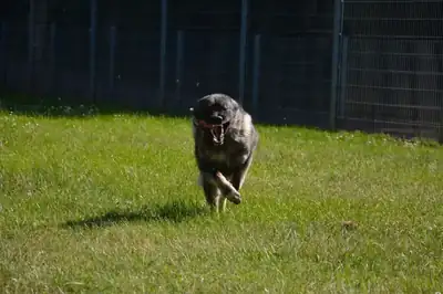 Rocky – Šarplaninac – Bild 36