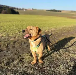 Bilbo -  - Bild 3