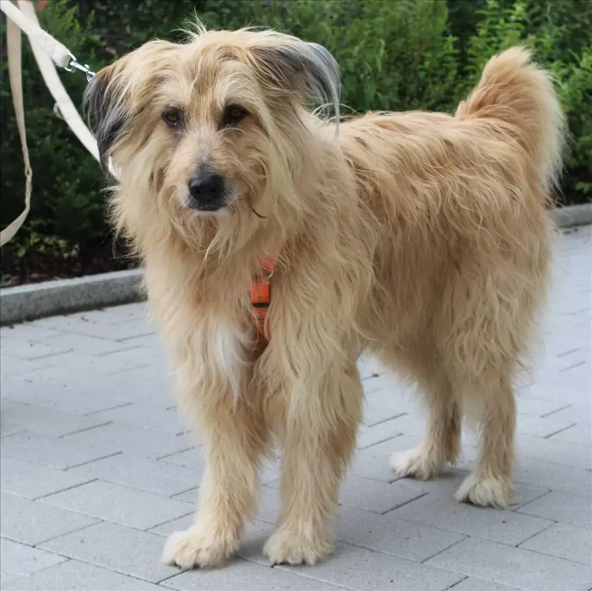 RUSTY -  - Bild 2