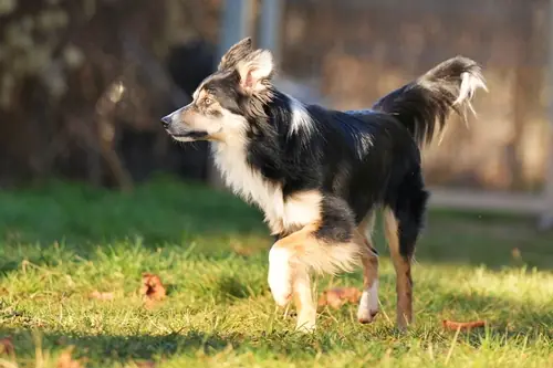 Border Collie Ben