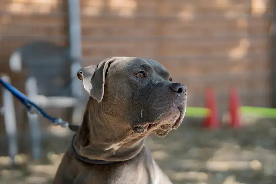 Maximus -  - Bild 5