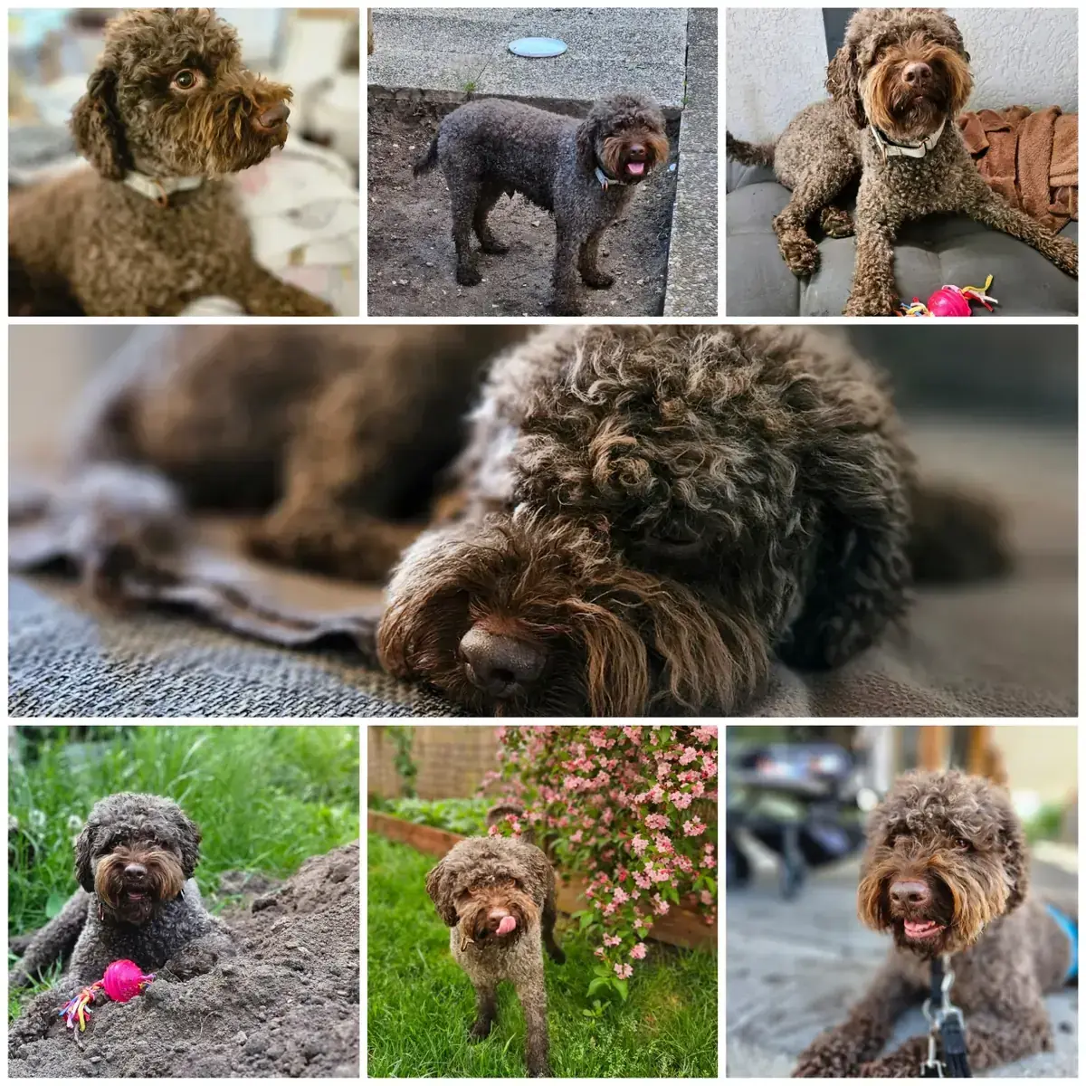Cody - Lagotto Romagnolo - Bild 1