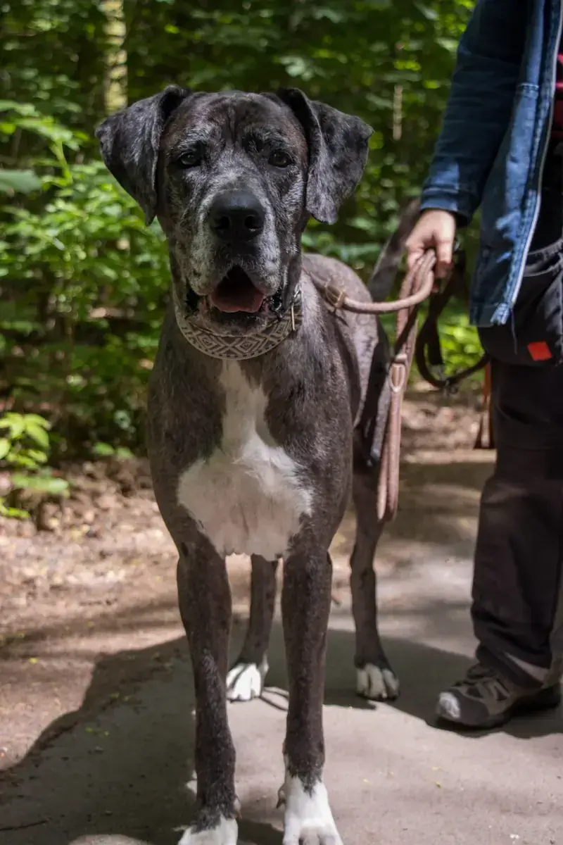 Vanja - Deutsche Dogge - Bild 4