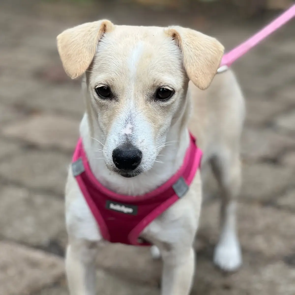 Lola -  - Bild 1