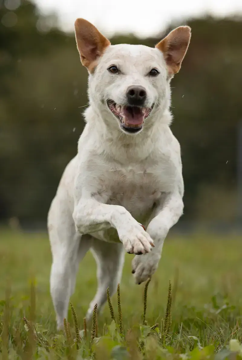 Tonka - Australian Cattle Dog - Bild 2
