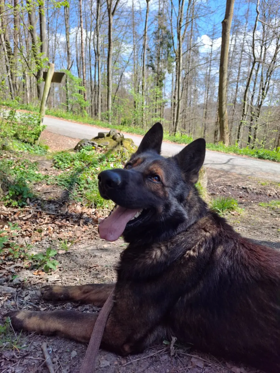 Cuba - Deutscher Schäferhund - Bild 5