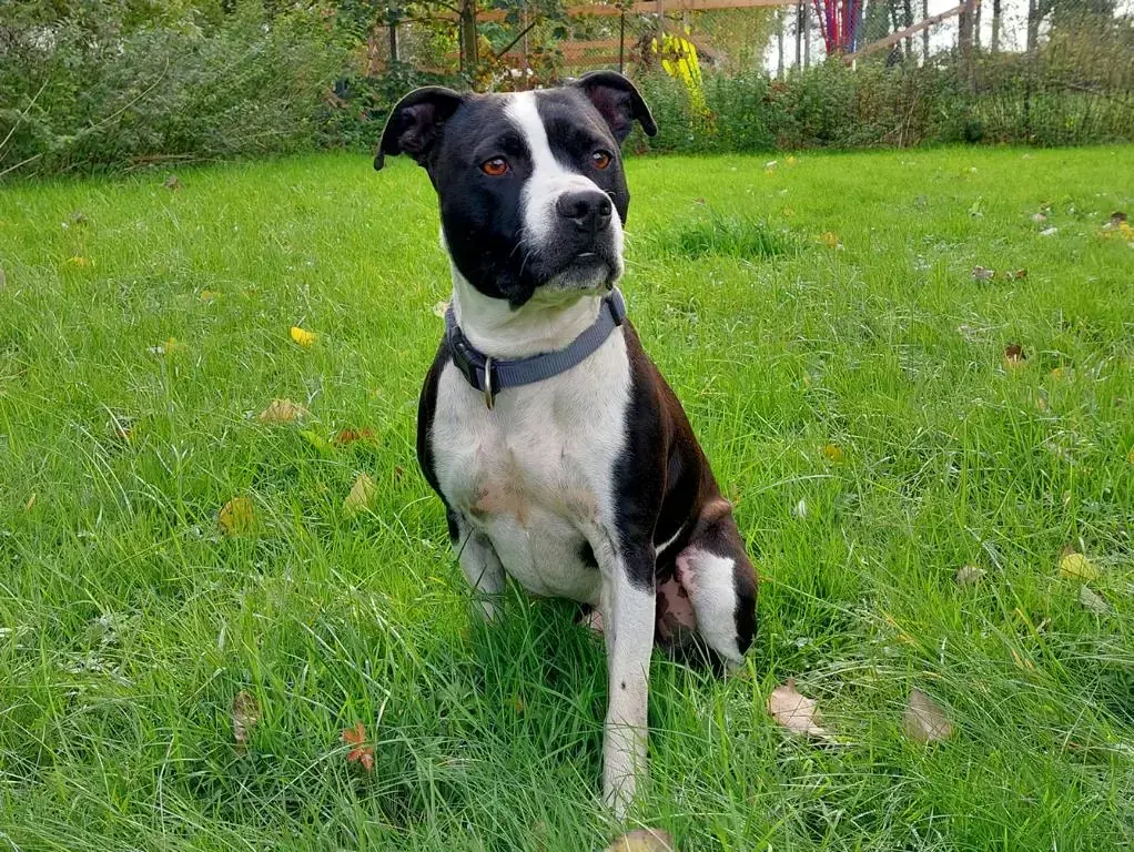 Dom - American Staffordshire Terrier - Bild 3