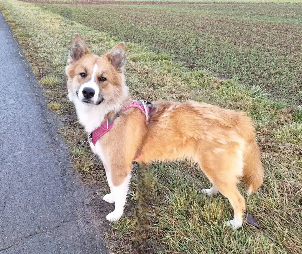 Mandy - Border Collie - Bild 6