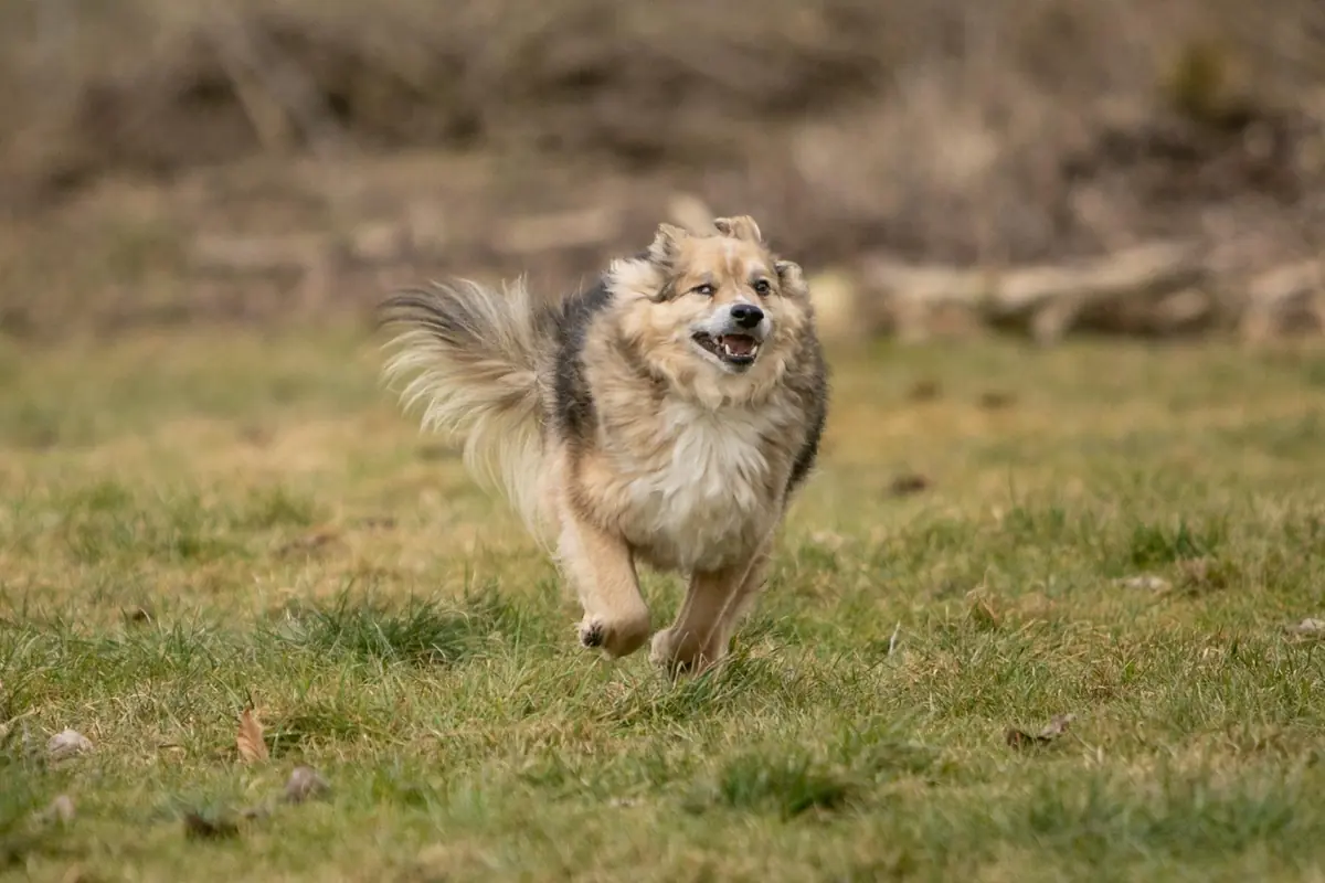 Mirko -  - Bild 4